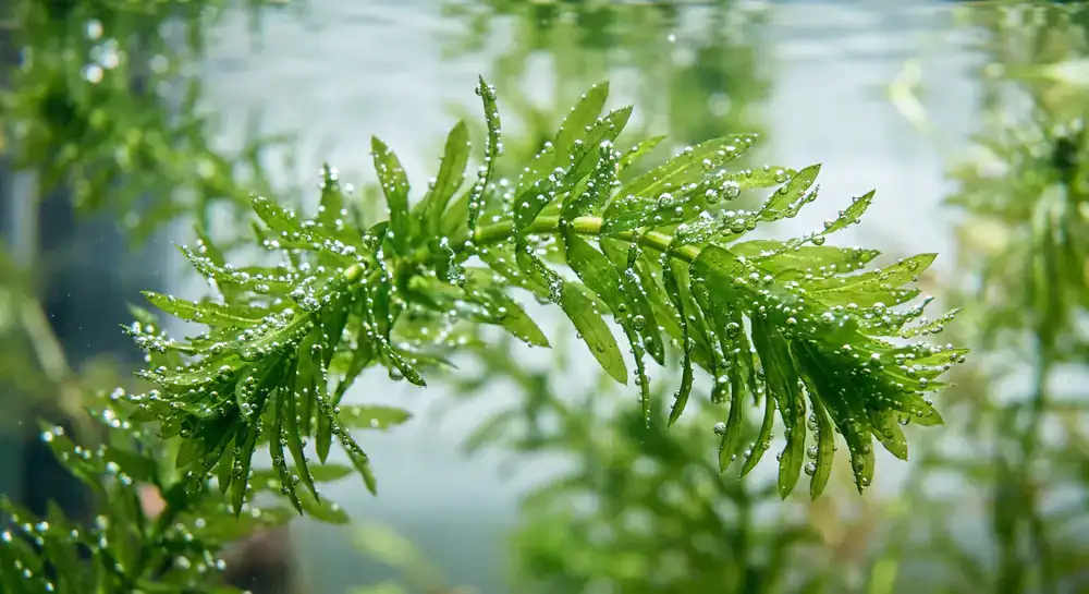 Close up of aquatic plant leaves with oxygen bubbles
