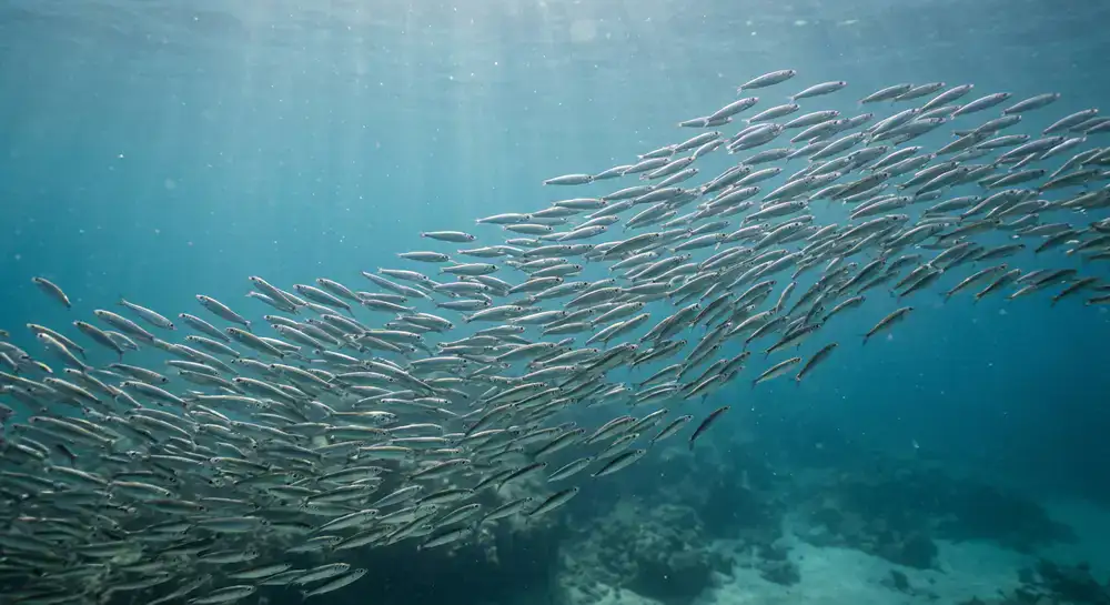 Small schooling fish moving together