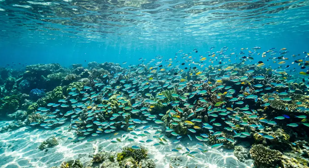 A school of small colourful fish in clear water