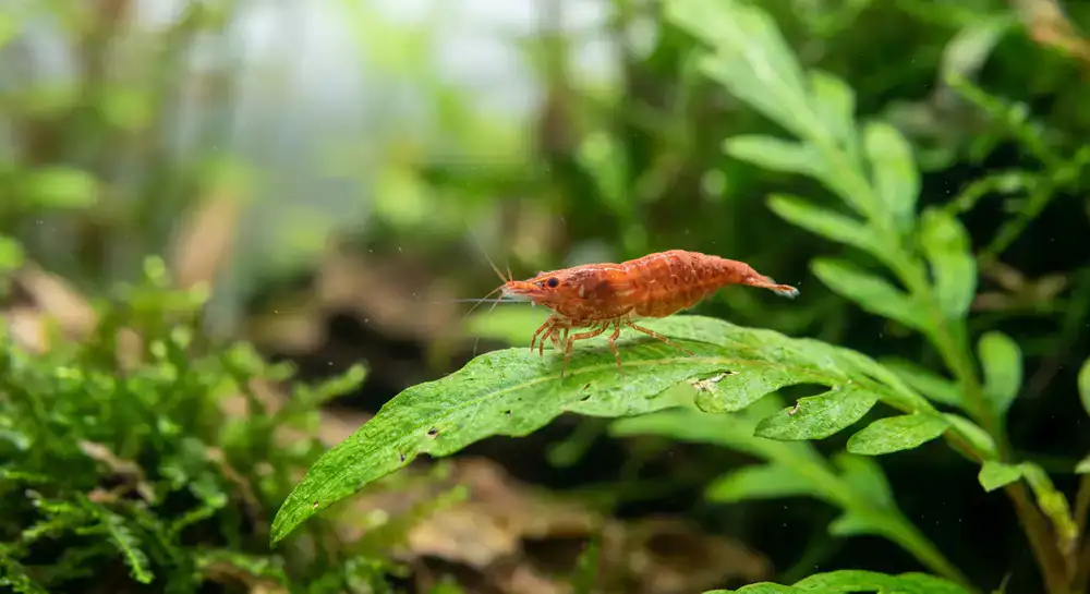 A small aquatic shrimp resting on a green leaf